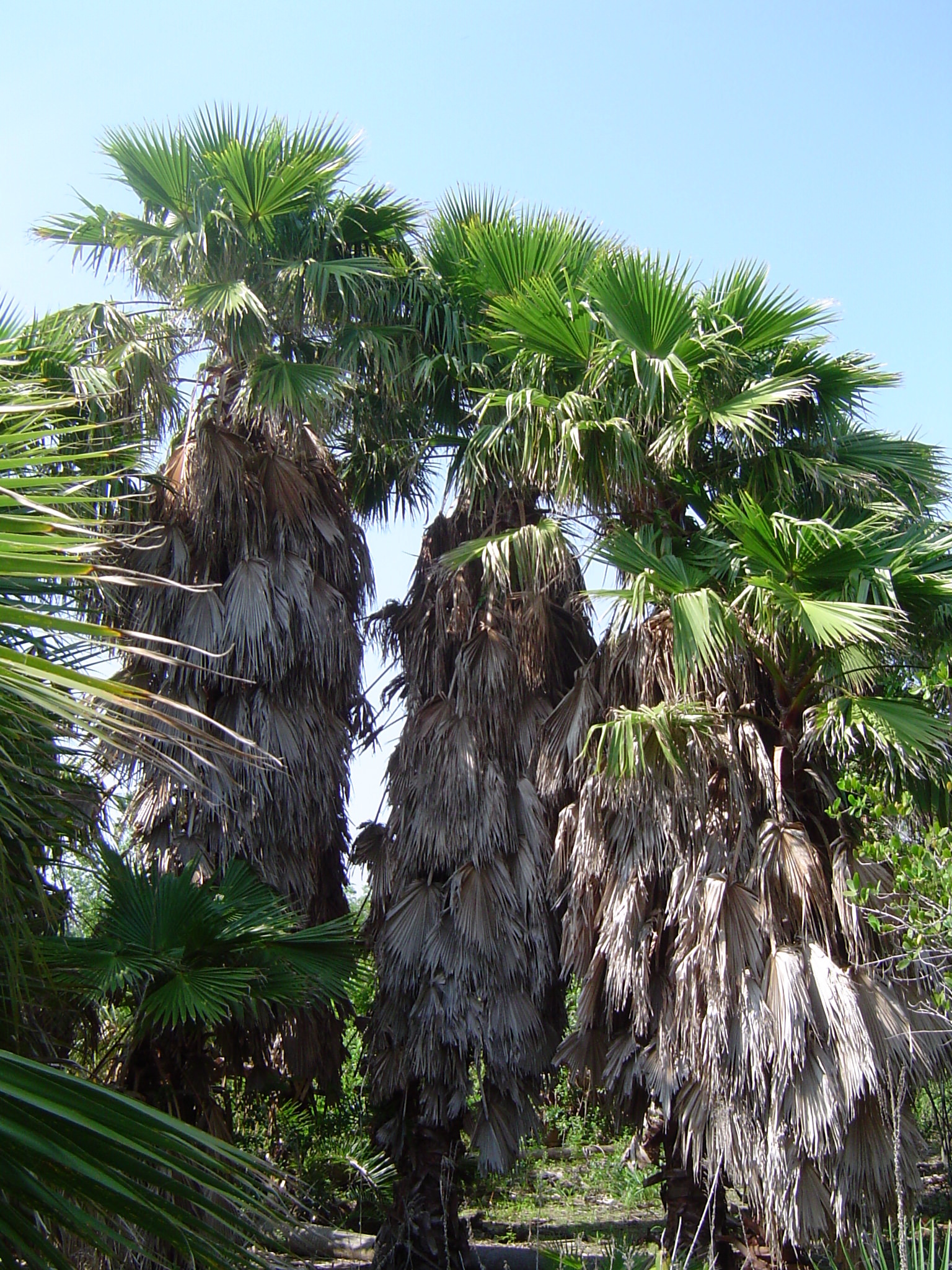 Washingtonia robusta